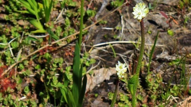 کشف یک گیاه گوشت‌خوار جدید!