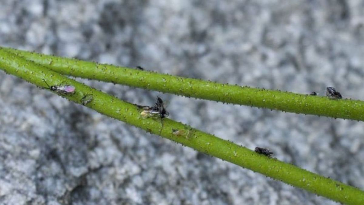 کشف یک گیاه گوشتخوار جدید! کشف یک گیاه گوشتخوار جدید!
