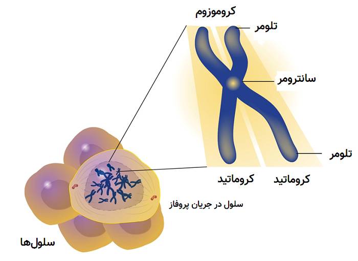 کروموزوم چیست ؛ هرآنچه باید درباره کروموزوم‌ها بدانیم