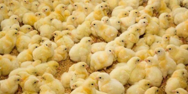 افزایش دوباره قیمت جوجه یکروزه در بازار