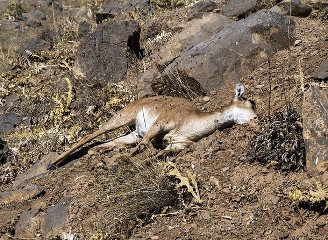 توضیح وزارت بهداشت درباره طاعون نشخوارکنندگان کوچک و عدم انتقال آن به انسان‌