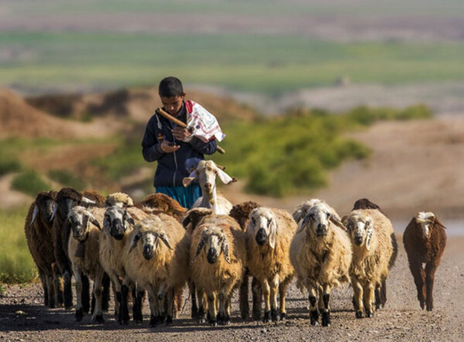ماجرای استخدام چوپانان ایرانی در ارمنستان و جزئیات پرداخت حقوق