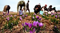 ضرر ۱۵۰۰ میلیاردی کشاورزان ناشی از اقدامات مخرب شورای ملی زعفران