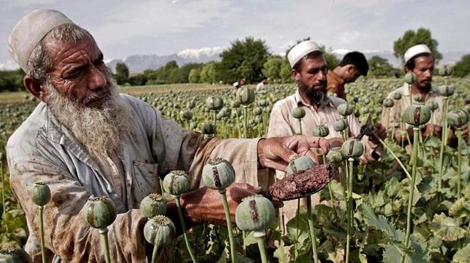 طالبان کشت خشخاش را ممنوع کرد  وابستگی اقتصاد افغانستان به تریاک قطع می‌شود؟