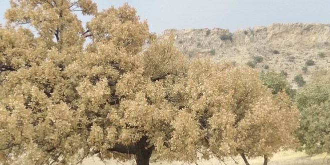 زاگرس در جدال با آفت و آتش  بزرگ‌ترین تراژدی بیابان‌زایی ایران در حال وقوع است