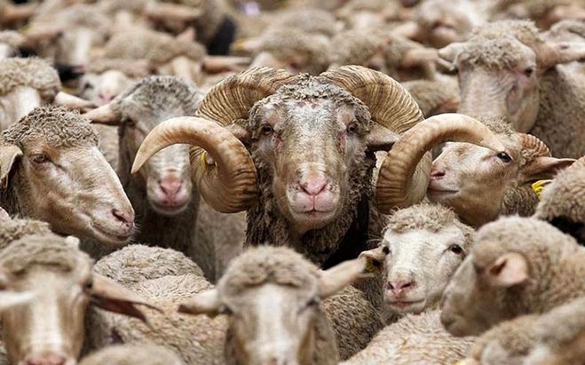 قیمت دام زنده در تهران کیلویی ۸۵ هزار تومان تعیین شد