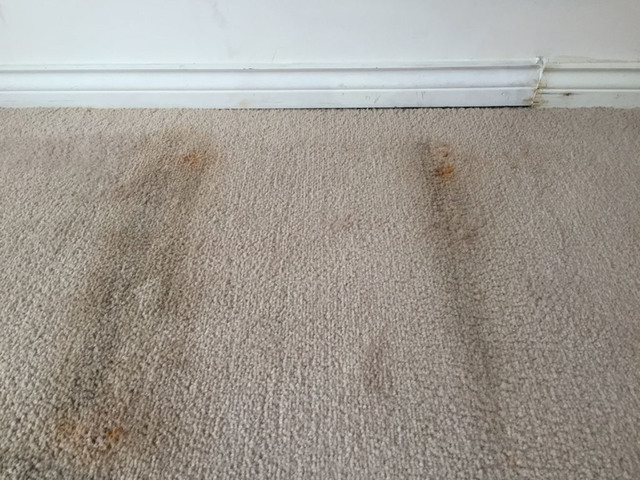 کپک زدن فرش چگونه از بین می‌رود؟