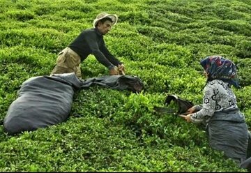 هشدار نسبت به کمبود نوشیدنی محبوب ایرانی؛ قیمت‌ها ۲ برابر شدند