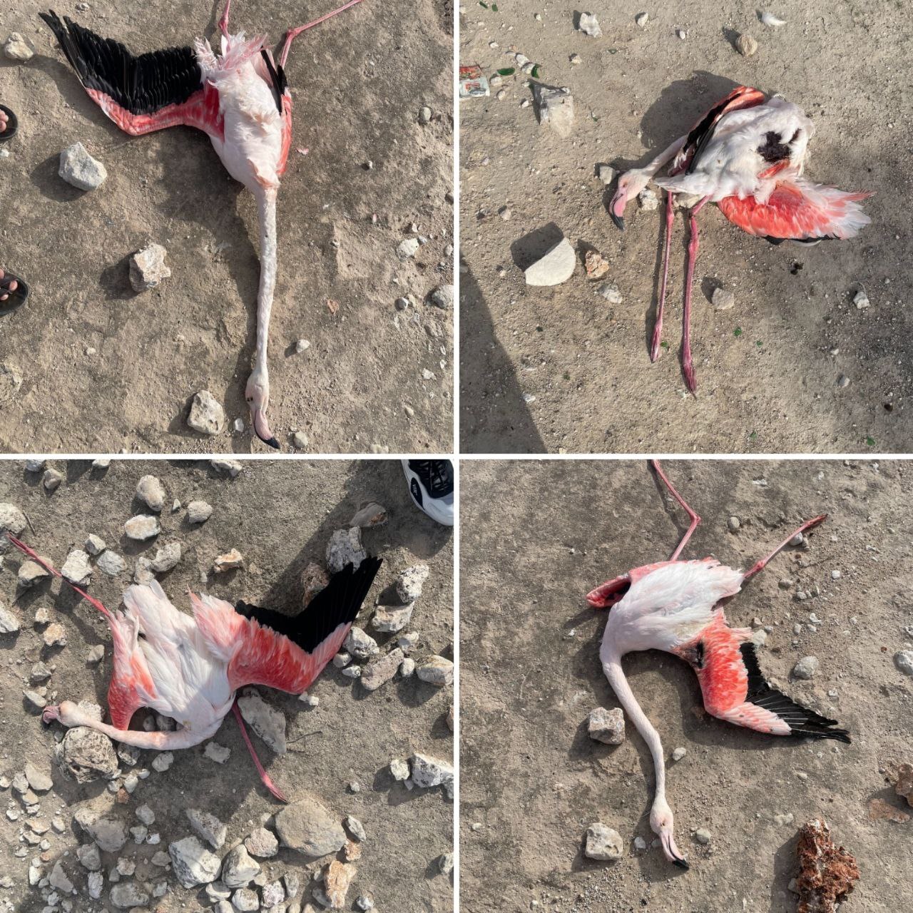 عکس تلخ؛ با تفنگ ساچمه‌ای این چنین به جان این پرندگان زیبا افتادند!