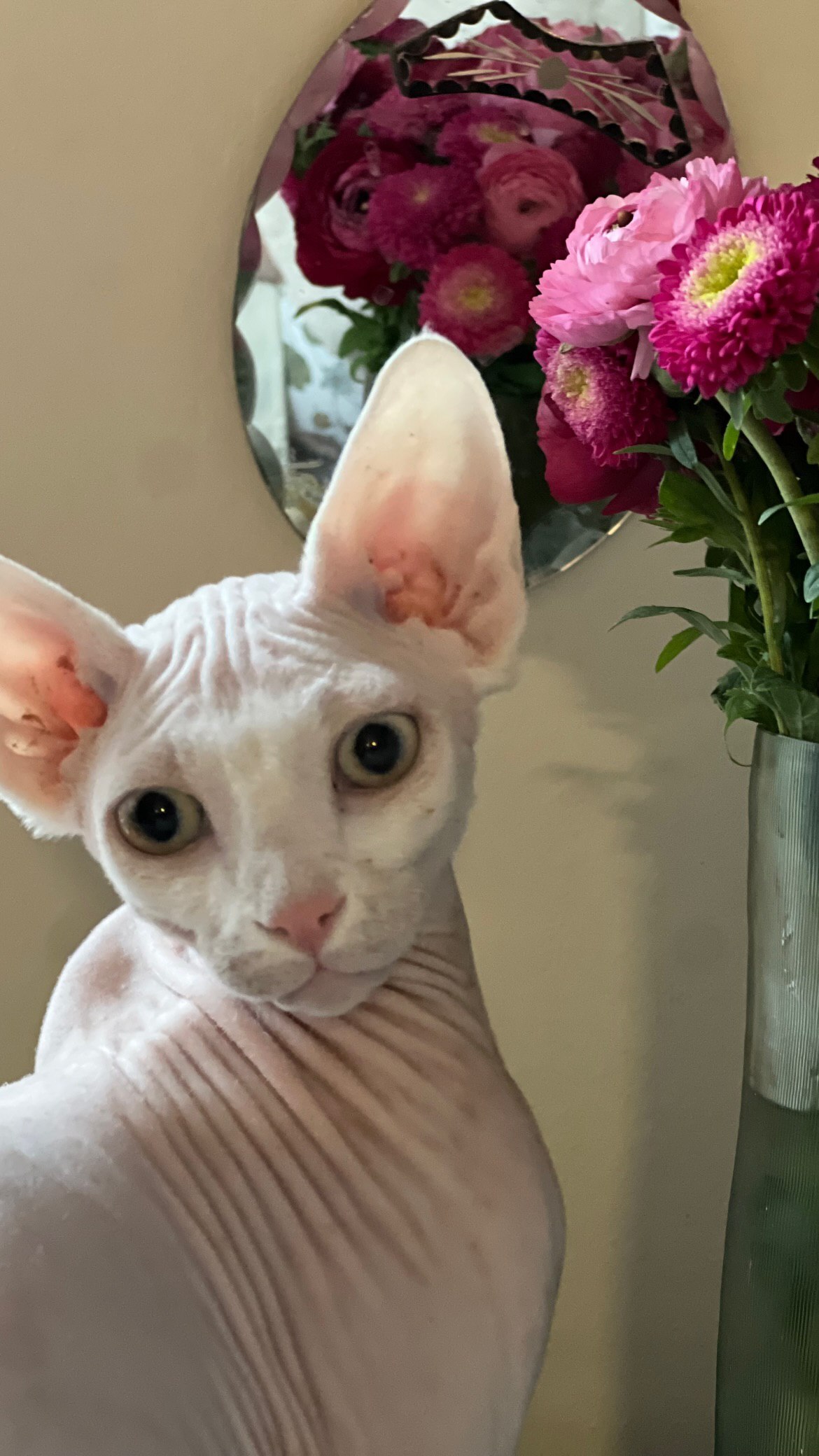 عکسی از حیوان خانگی متفاوت خانم بازیگر سریال تاسیان را ببینید