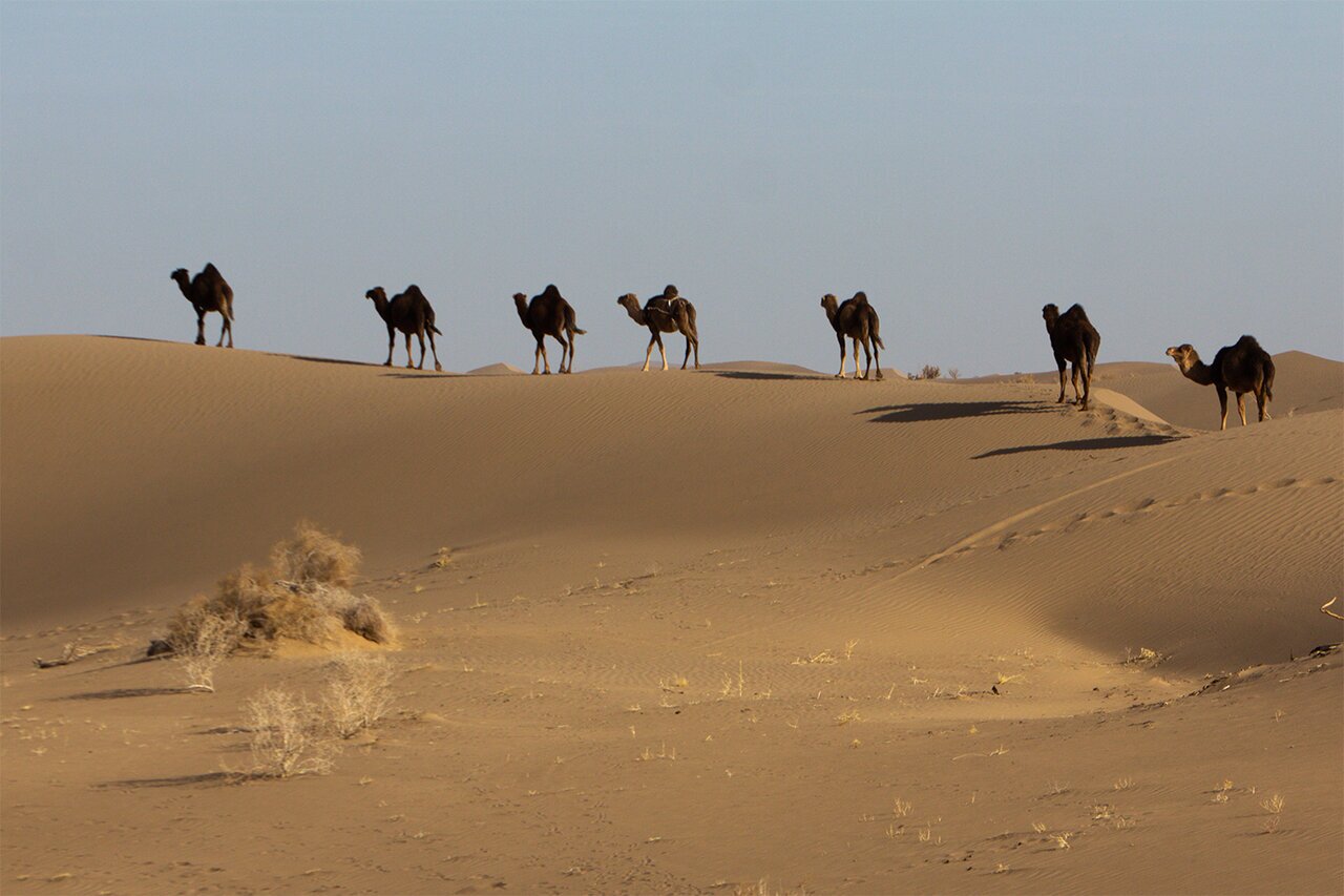 A desert named Egypt in Iran - Tehran Times
