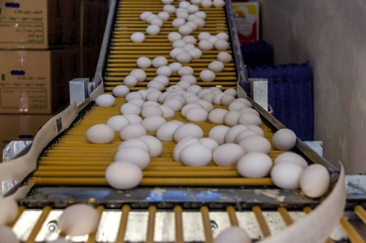 اعلام قیمت جدید و سرسام‌آور هر شانه تخم‌مرغ