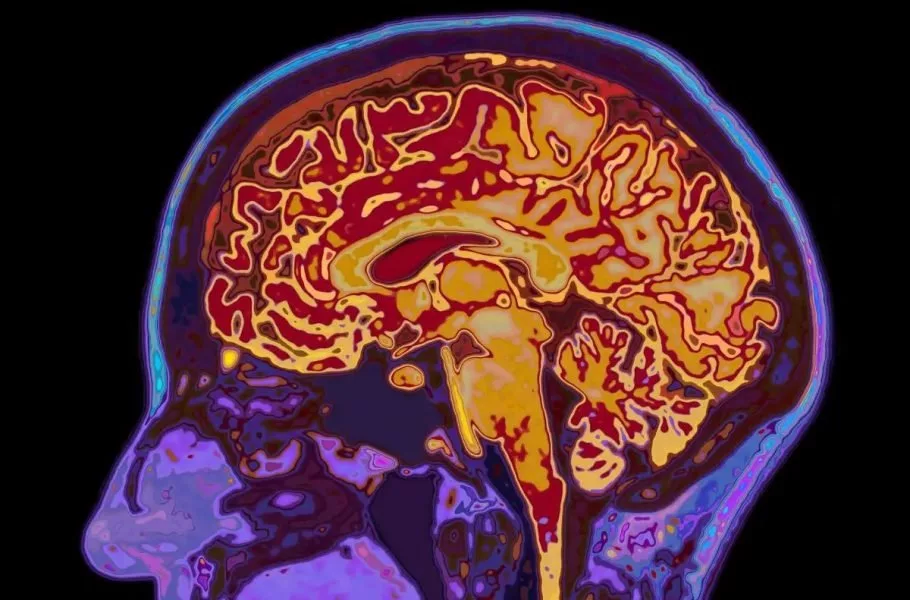 شوک علمی درباره مغز انسان؛ تا ۳۲ سالگی کامل نیستیم / پنج دوران اصلی رشد مغز انسان کدامند؟